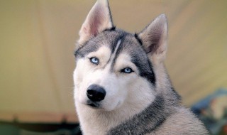 哈士奇天热了怎么解决 哈士奇热怎么办