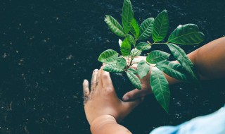海棠树桩嫁接苹果树方法 海棠树桩嫁接苹果树方法图解