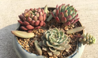 蓝精灵多肉繁殖方法 蓝精灵多肉繁殖方法和技巧