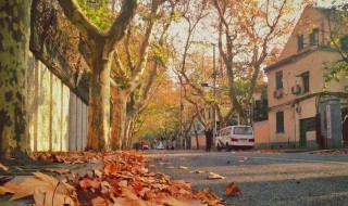 形容梧桐树姿态的句子（形容梧桐树姿态的句子有哪些）