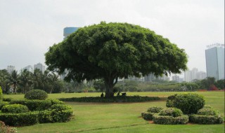 榕树生根的正确方法 榕树生根的正确方法是什么