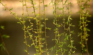 写柳树的励志句子大全 写柳树的励志句子大全短句