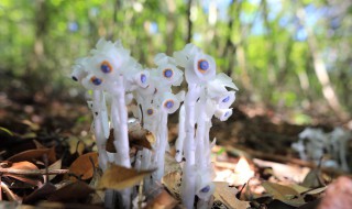 水晶兰种子的种植方法 水晶兰种子的种植方法视频