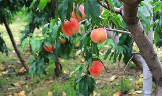 桃树苗种嫁接方法(嫁接桃树苗的方法)