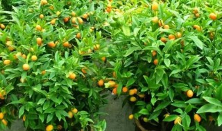金桔树过冬管理方法（金桔树过冬管理方法图片）
