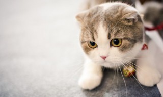 猫饭的做法 鸡肉隔水蒸蛋黄猫饭的做法