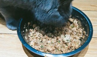 猫饭制作简单便宜 猫饭制作简单便宜视频
