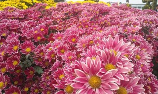 切花菊栽培方法（切花菊栽培方法图片）