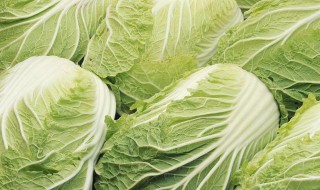 白菜存放方法（白菜存放方法有哪些）