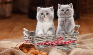 猫多大可以吃猫饭 猫多大可以吃猫饭