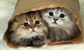 猫饭怎么做好吃又简单（简单的猫饭怎么做）