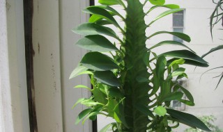 龙骨植物的养殖技巧（龙骨的养殖方法）