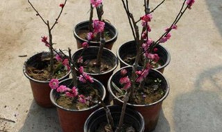 红梅剪枝技巧 红梅剪枝技巧图解