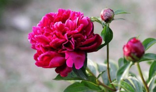 家里养花的好处与技巧（家里养花的好处与技巧图片）