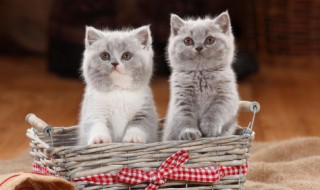 猫粮的配方与做法 猫粮的配方与做法图片