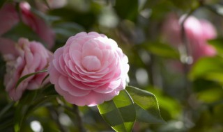 海南养花技巧与禁忌(海南室内适合养什么花)