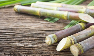 甘蔗产地在哪里（最好吃的甘蔗产地在哪里）