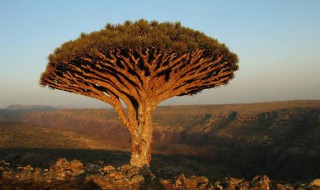 龙血树的种植方法和注意事项 龙血树的养植方法和注意事项