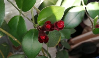 口红吊兰的养殖方法大全（口红吊兰养植方法）