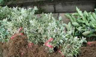 黄杨老枝催芽方法（黄杨老枝催芽方法）