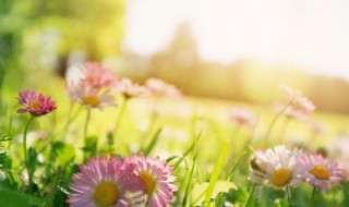 三月句子（三月句子唯美）