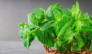 绿色心情的说说 绿色带给好心情的说说