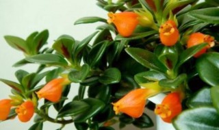 金鱼吊兰冬天怎么过冬（金鱼吊兰入冬怎么养）