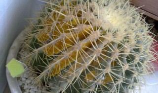 仙人球怎么过冬（仙人球过冬最低温度金虎）