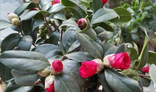 茶花冬季怎么管理（茶花冬季如何管理）