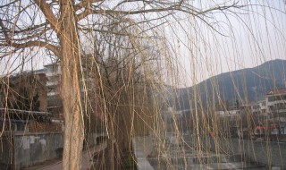 五九六九沿河看柳是什么意思（五九六九沿河看柳是什么意思呀）