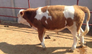 养牛的技术和技巧（养牛的技术和技巧有哪些）