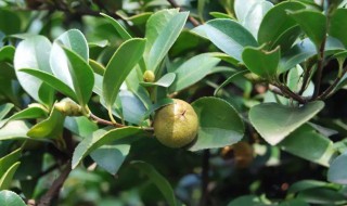 油茶树移栽技巧 油茶树移栽技巧视频