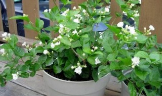 怎么养好茉莉花(怎么养好茉莉花 百度网盘)