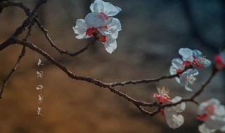 你是人间四月天经典语录（你是人间四月天经典语录摘抄300字）