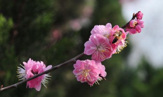 怎么形容三月的季节（怎么形容3月份的季节）