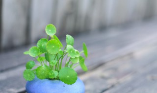 怎么挑选铜钱草 怎么样的铜钱草