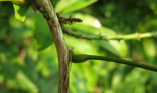鸡血藤下山桩养殖方法 鸡血藤下山桩养殖方法