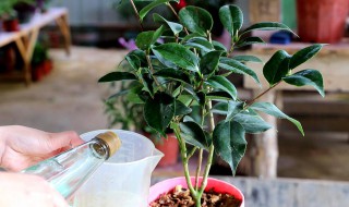 金豆植物的养殖方法 金豆植物的养殖方法视频