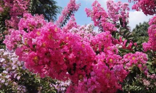 紫薇种子种植方法和时间（紫薇种子的种植方法）