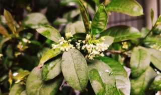 冬季桂花栽植方法（冬季桂花栽植方法和技巧）