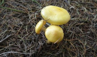 小黄蘑菇的食用方法（小黄蘑菇怎么做好吃窍门）