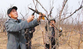 金枣树修剪方法（金枣树修剪方法图解）