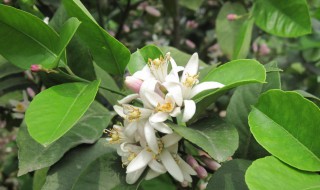 柠檬冬天的修剪方法 柠檬冬季修剪方法