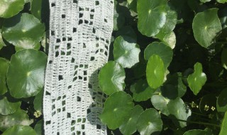 铜钱花的养殖方法 铜钱花怎样养殖