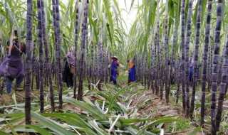 黑皮蔗种植方法(黑皮蔗种植方法图解)