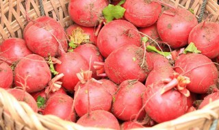 萝卜入冬的储藏方法 怎样储藏萝卜过冬