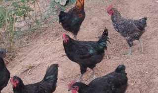 养黑鸡最好的方法 养黑鸡最好的方法和技巧