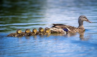 关于鸡鸭保鲜的方法(新鲜鸡鸭如何保存)