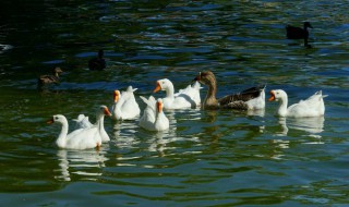 鹅饲料的最佳搭配方法（鹅饲料的最佳搭配方法是什么）