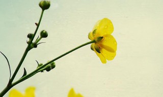 三月踏青优美的句子（三月踏青的唯美句子）